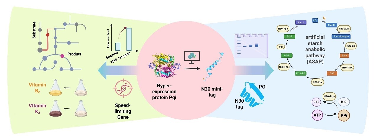 天津工生所开发枯草芽胞杆菌高效蛋白融合表达标签N30